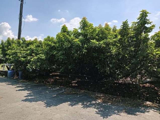 彰化田中農地-0