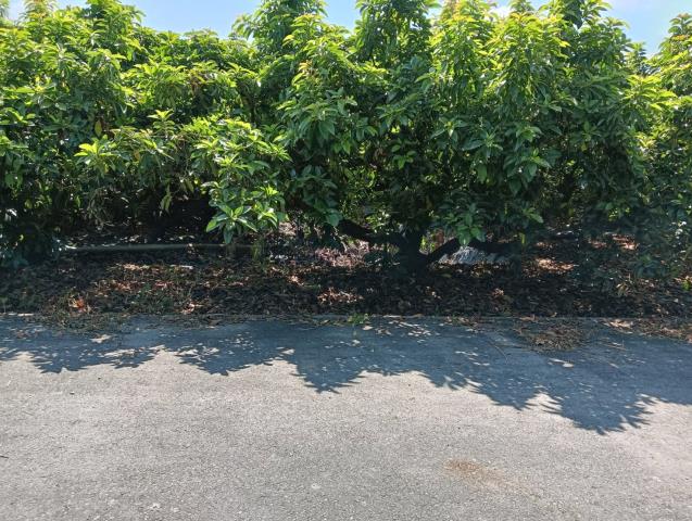 彰化田中農地-6